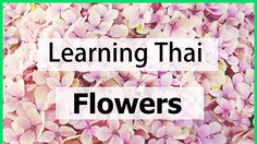 Learning Thai : Flowers