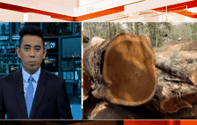 เตรียมดำเนินคดี กฟภ.แม่สะเรียง ลักลอบตัดไม้