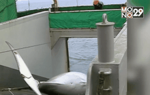 ญี่ปุ่นส่งเรือล่าวาฬไปแอนตาร์กติก