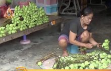 ตรังเร่งเก็บดอกบัวจำหน่ายรับวันวิสาขบูชา
