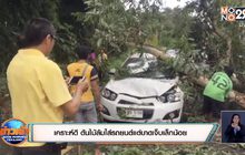 เคราะห์ดี ต้นไม้ล้มใส่รถยนต์แต่บาดเจ็บเล็กน้อย