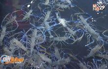 เร่งแก้ปัญหากุ้งก้ามกรามราคาตก-ล้นตลาด