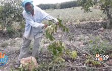 ชาวบ้านกุยบุรีร้องเรียนถูกช้างป่าบุกกินพืชไร่