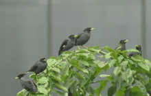 ย่านการค้าสิงคโปร์เผชิญปัญหาเรื่องนก