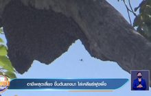 อาชีพสุดเสี่ยง ขึ้นต้นยางนา ไล่เคลียร์ฝูงผึ้ง