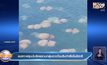 คลิป แมงกะพรุนนับร้อย รวมกลุ่มอวดโฉมริมท่าเรือในอิตาลี
