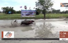 จ.ชลบุรี จัดใหญ่ประเพณีวิ่งควายโบราณ