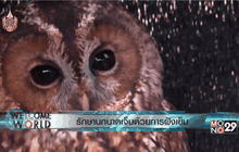 รักษานกบาดเจ็บด้วยการฝังเข็ม