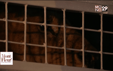 ส่งสิงโตคืนสู่ธรรมชาติ