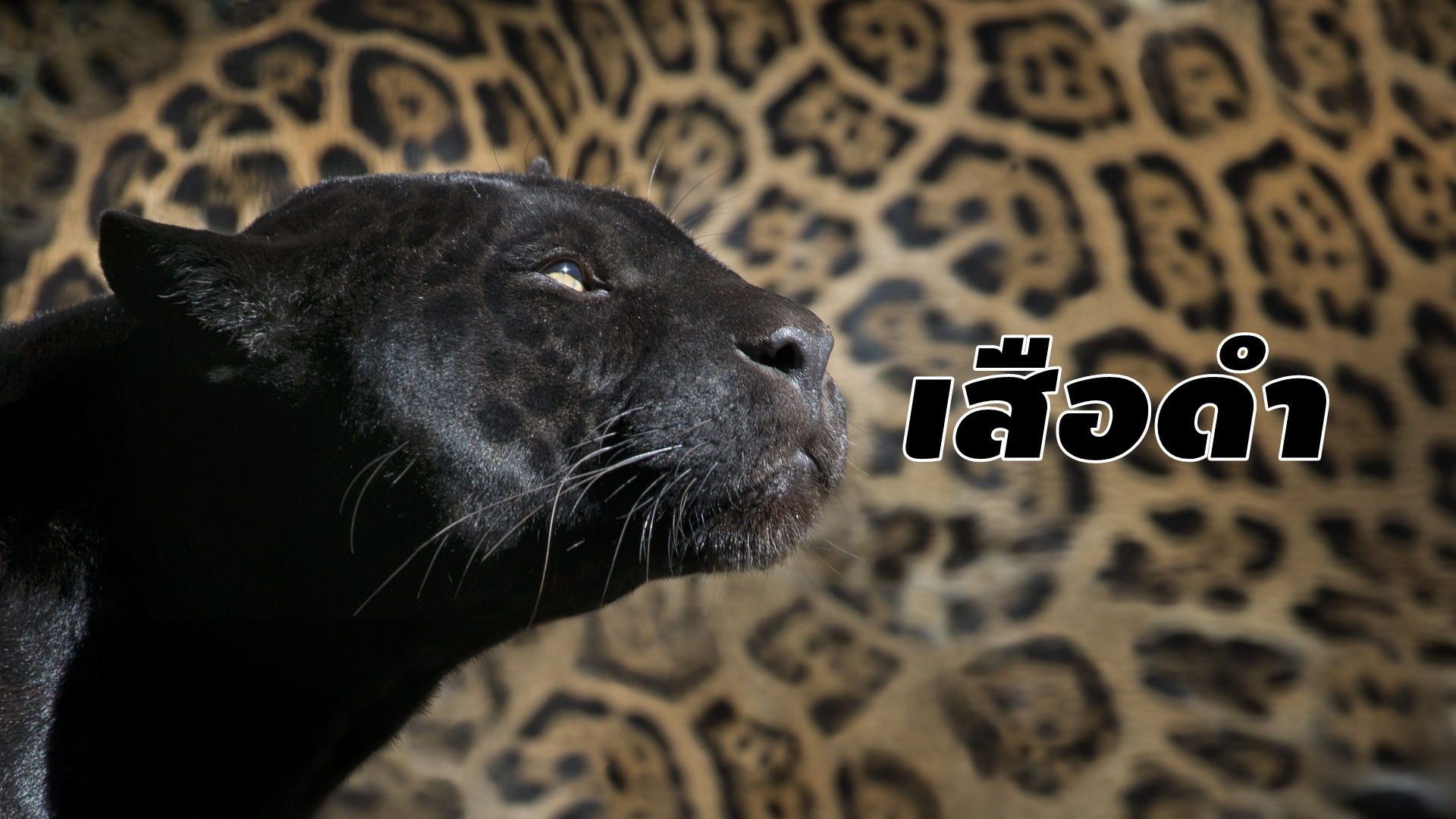 ‘เสือดำ’ สัตว์ป่าคุ้มครอง ที่ถูกพูดถึงในรอบ 1 ปี จาก ‘คดีเปรมชัย’