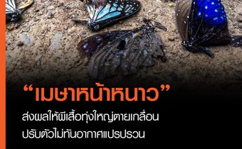 “เมษาหน้าหนาว”ส่งผลให้ผีเสื้อทุ่งใหญ่ตายเกลื่อน ปรับตัวไม่ทันอากาศแปรปรวน