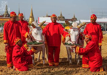 ผลพระโคเสี่ยงทาย พระราชพิธีพืชมงคลจรดพระนังคัลแรกนาขวัญ  9 พ.ค. 68