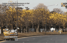 หลากดอกไม้บานสะพรั่งผ่อนคลายนักเดินทาง