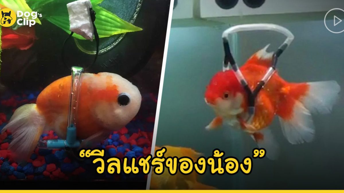 หนุ่มใจดีไอเดียเจ๋ง! สร้างวีลแชร์ให้ปลาทองกลับมาว่ายน้ำได้อีกครั้ง