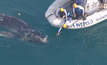 ออสเตรเลียช่วยเหลือลูกวาฬที่มาติดกับตาข่ายกันฉลาม