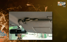 ระวัง ! จอดรถแง้มกระจก งูลอดเข้าได้