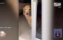 เจ้าของขอโทษ ปิดประตูลืมสุนัขไว้นอกบ้าน