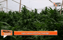 ควรหรือไม่ ให้กัญชาถูกกฎหมาย