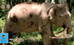 ช้างงาชี้ลงดินในมาเลเซีย