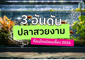 3 อันดับ ปลาสวยงามที่คนไทยนิยมเลี้ยง 2026