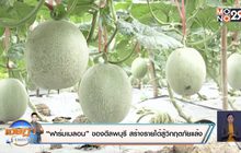 “ฟาร์มเมลอน” ของดีลพบุรี สร้างรายได้สู้วิกฤตภัยแล้ง