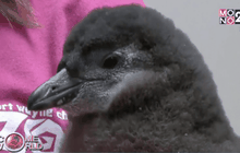 ลูกเพนกวินเกิดใหม่ในสหรัฐฯ