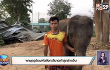 พายุฤดูร้อนพัดสังกะสีบาดเท้าลูกช้างเจ็บ