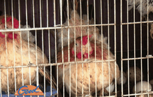 แนวคิดพอเพียงกับอาชีพเกษตรกรในเมือง