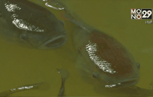 Motion News Break 2 (29-01-59)