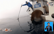 ปล่อยลูกแมวน้ำกลับสู่ทะเล