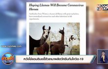 หวังใช้แอนติบอดี้ตัวลามาผลิตวัคซีนกันโควิด-19