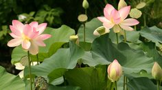 ปฏิทินวันพระ 2562 เดือนพฤษภาคม