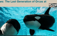 SeaWorld ในสหรัฐฯ จะเลิกเลี้ยงวาฬเพชฌฆาต