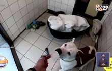 ไอร์แลนด์คลายร้อนน้องหมาด้วยไอศกรีมสูตรพิเศษ