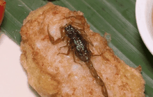 ชาวอเมริกันเริ่มนิยมทานแมลง