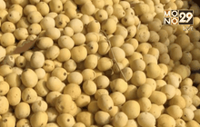 ปกป้องต้นมารูล่าจากช้าง