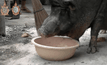 หมูป่าแสนรู้ ชอบกินน้ำปั่นเป็นชีวิตจิตใจ