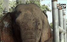 ช้างพังมณีถูกช้างป่าทำร้ายอาการดีขึ้น