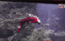 SEA LIFE Bangkok Ocean World  เตรียมจัด “โชว์มัจฉานุดำน้ำ” ครั้งแรกของไทย!