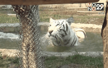 เสือโคร่งขาวของเชียงใหม่ไนท์ซาฟารีตายฉับพลัน