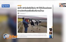 ฟาร์มรัสเซียใส่แว่น VR ให้โคนมเพื่อลดความเครียดประเภท