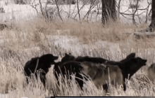 สุนัขอาจมีต้นกำเนิดมาจากเอเชียกลาง