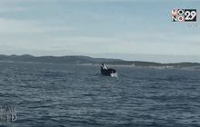 อนุรักษ์ฝูงวาฬเพชรฆาตในแคนาดา