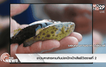 ชาวมหาสารคามกินปลาปักเป้าเสียชีวิตรายที่ 2