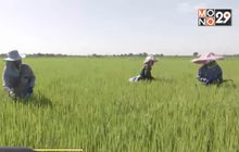 เร่งจ่ายเงินประกันราคาช่วยภาคเกษตร