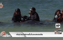 เร่งช่วยวาฬเกยตื้นในออสเตรเลีย