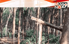 พายุฤดูร้อนถล่มใน จ.สุรินทร์