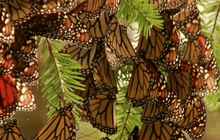 ผีเสื้อจักรพรรดิอพยพสู่เม็กซิโก