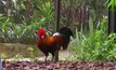 สวนนกในสิงคโปร์ให้หนอนแก่ไก่รับปีใหม่จีน