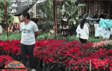 ยอดจำหน่ายดอกไม้เพิ่มขึ้น